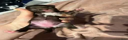 Chihuahua dogs for sale: Rare stunning chocolate chihuahua  - Advert 7