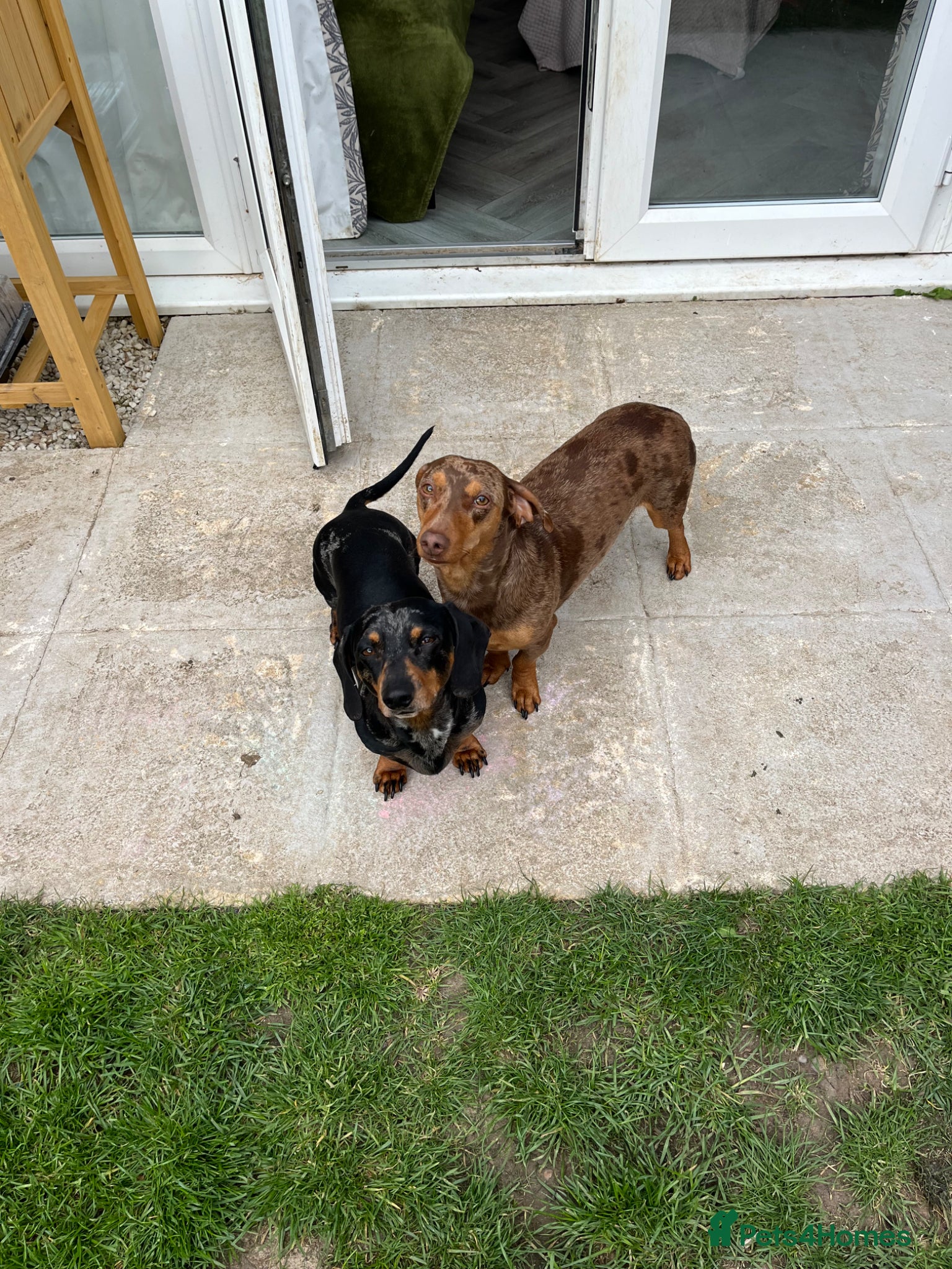 Dachshund dogs Miko & Atis - 2 beautiful male dachshunds - Advert 2