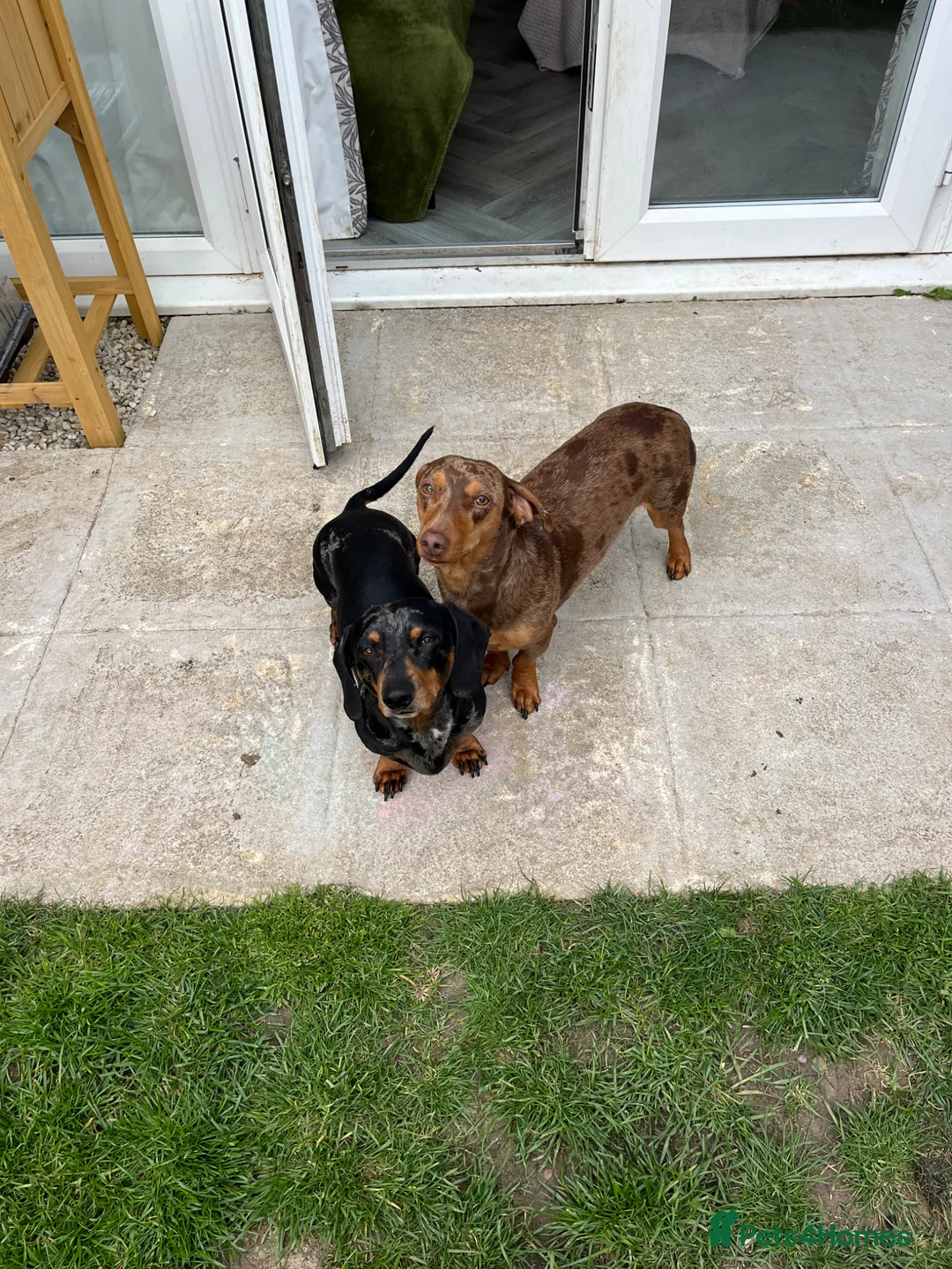 Dachshund dogs for sale: Miko & Atis - 2 beautiful male dachshunds - Advert 1