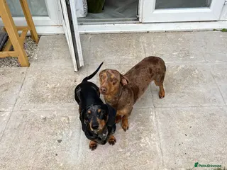 Dachshund dogs Miko & Atis - 2 beautiful male dachshunds - Advert 1