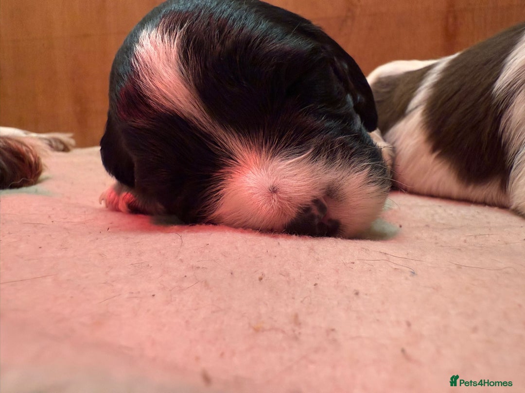 English Springer Spaniel dogs for sale: Kc Registered English Springer Spaniels for sale.  - Advert 3