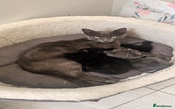 Mixed Breed cats for sale: 2 mixed breed girls(black ones left now). - Image 3