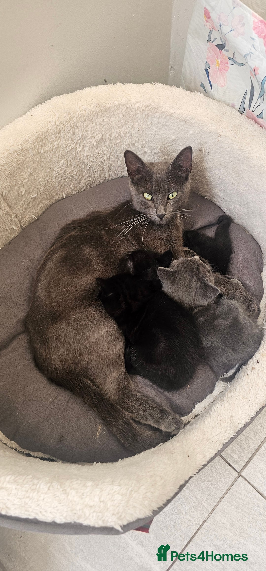 Mixed Breed cats for sale: 2 mixed breed girls(black ones left now). - Image 3