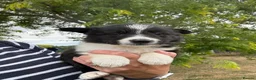 Border Collie dogs for sale: Fantastic Rough Coated Border Collies - Advert 5