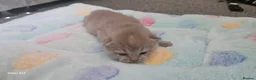British Shorthair cats for sale:  British shorthair  - Advert 4