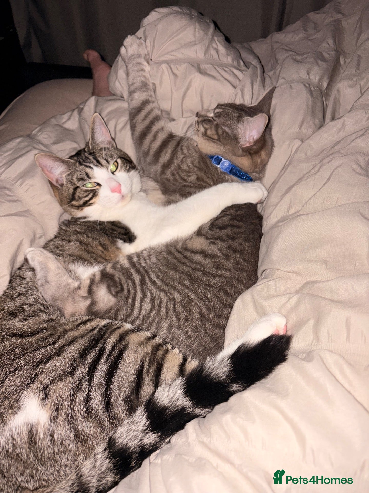 Domestic Shorthair cats 2 male cats looking for rehome - Advert 6