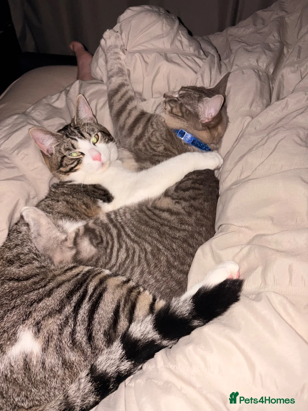 Domestic Shorthair cats for sale: 2 male cats looking for rehome - Advert 1