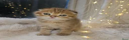 Scottish Fold cats for sale: Reduced💥£350 ready now Tica scottish fold london  - Advert 14