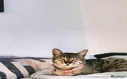 Savannah cats for sale: Stunning F3 Savannahs - Image 6