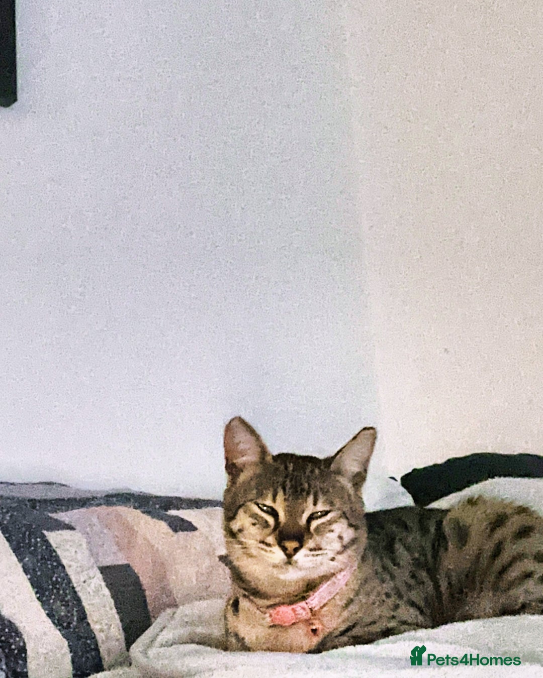 Savannah cats for sale: Stunning F3 Savannahs - Image 6