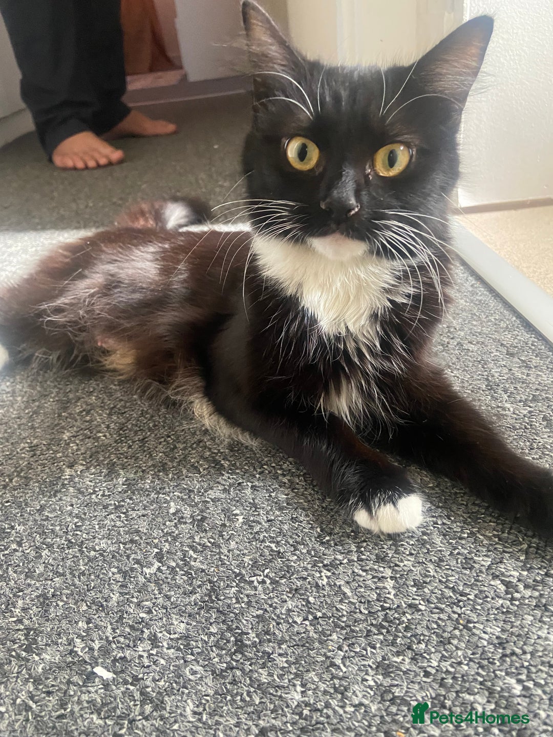 Domestic Shorthair cats for sale: Adorable Black & White Kittens  - Image 15