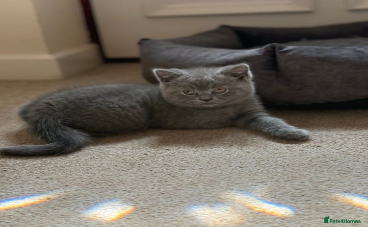 British Shorthair cats - Advert 14