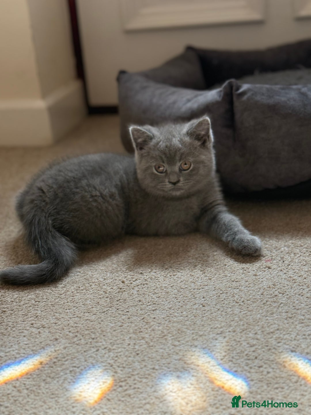 British Shorthair cats for sale: Male British short hair - Image 1
