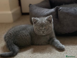 British Shorthair cats - Advert 21