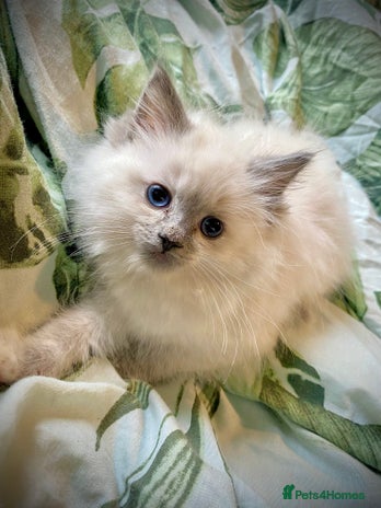 Ragdoll cats - Advert 13