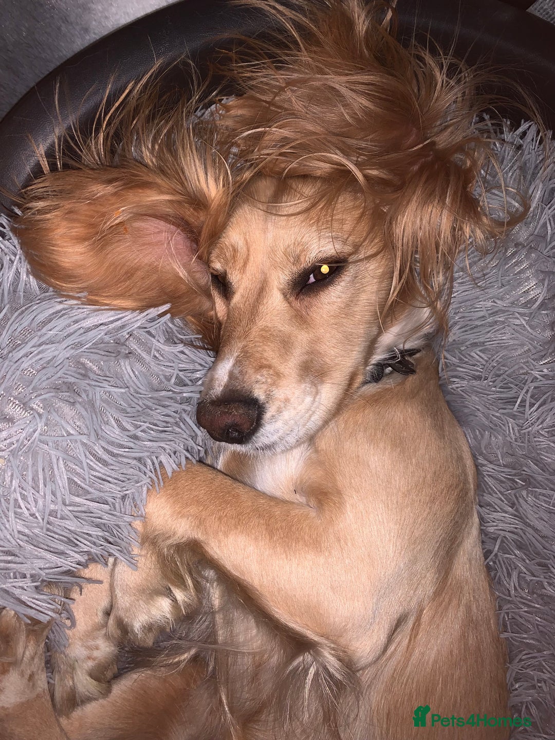 Cocker Spaniel dogs for sale: Working Cocker Spaniel Puppies  - Advert 3