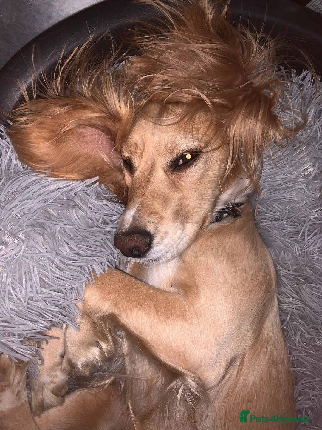 Cocker Spaniel dogs for sale: Working Cocker Spaniel Puppies  - Advert 4