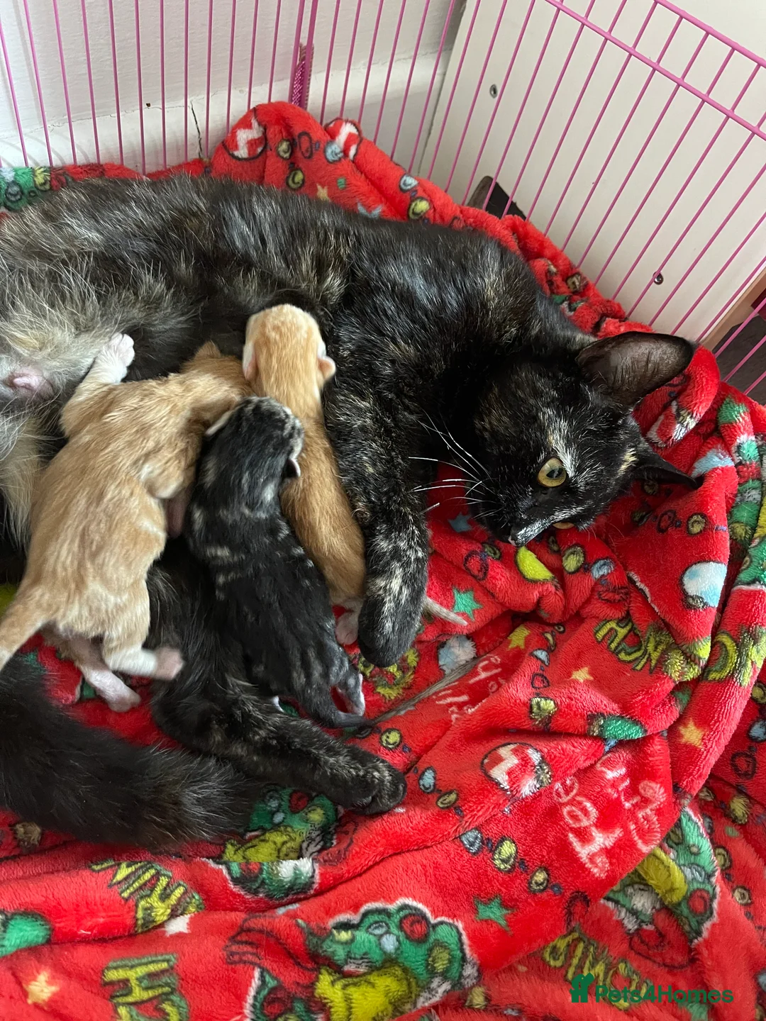 Mixed Breed cats for sale: Gorgeous Tabby Boy in Houghton le Spring - Advert 2
