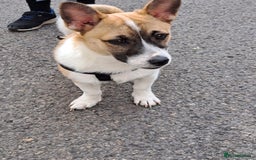 Welsh Corgi Pembroke dogs for sale: Corgi pup male 4 months old - Image 2