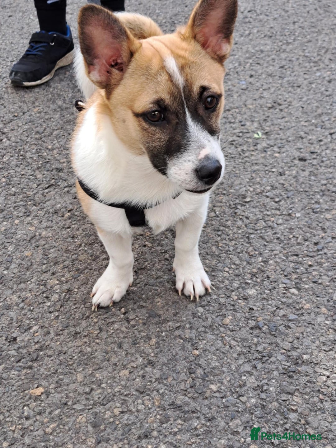 Welsh Corgi Pembroke dogs for sale: Corgi pup male 4 months old - Image 2