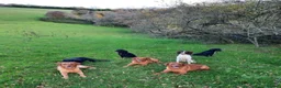 English Springer Spaniel dogs for sale:  KC registered English springer spaniel puppies - Advert 4