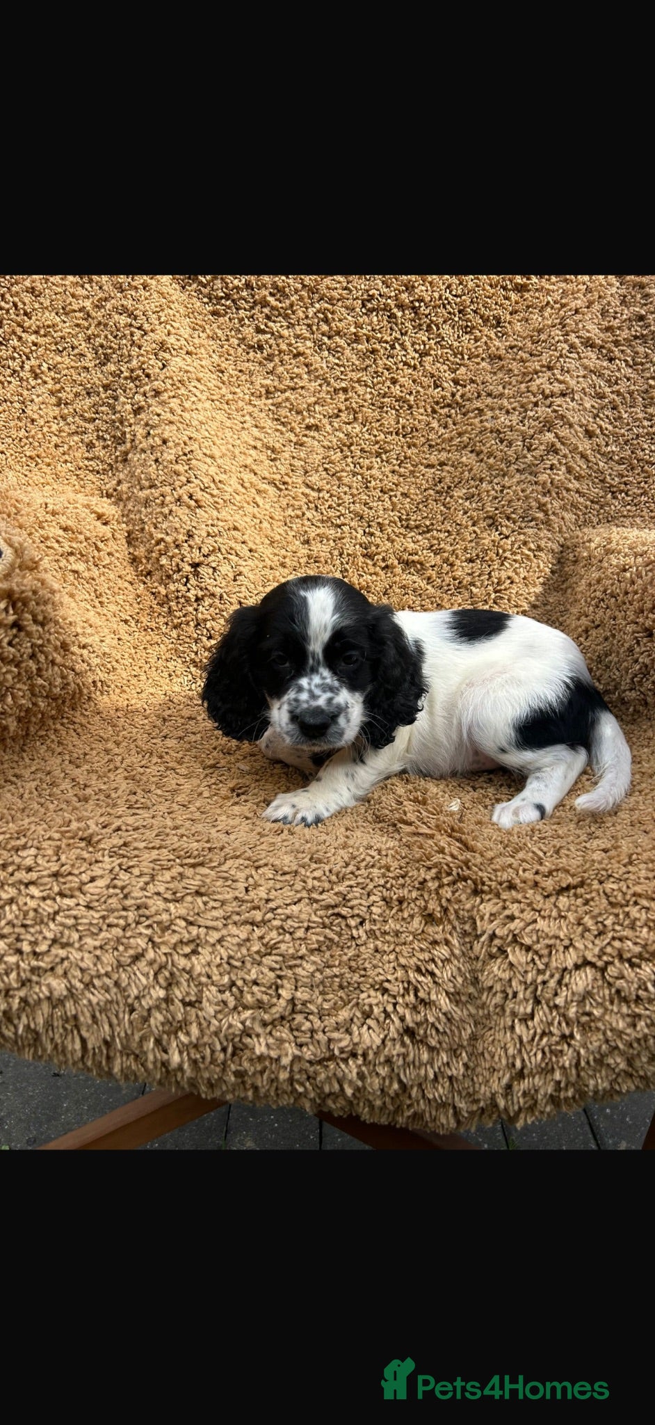 Cocker Spaniel dogs Cocker spaniel puppies - Advert 18
