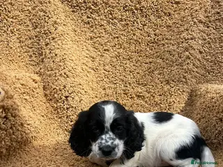Cocker Spaniel dogs Cocker spaniel puppies - Advert 1