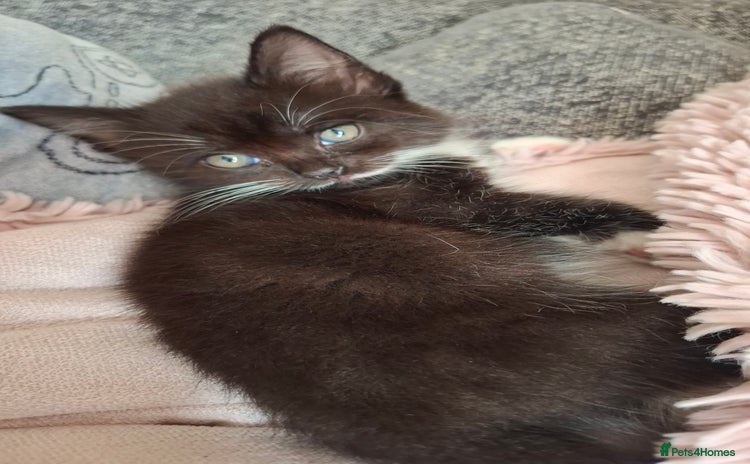 Mixed Breed cats - Advert 3