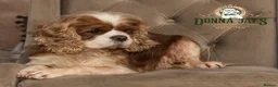 Cavalier King Charles Spaniel dogs for sale: ✨ EXCEPTIONAL CAVALIERS BY DONNA JAY ✨ - Advert 10