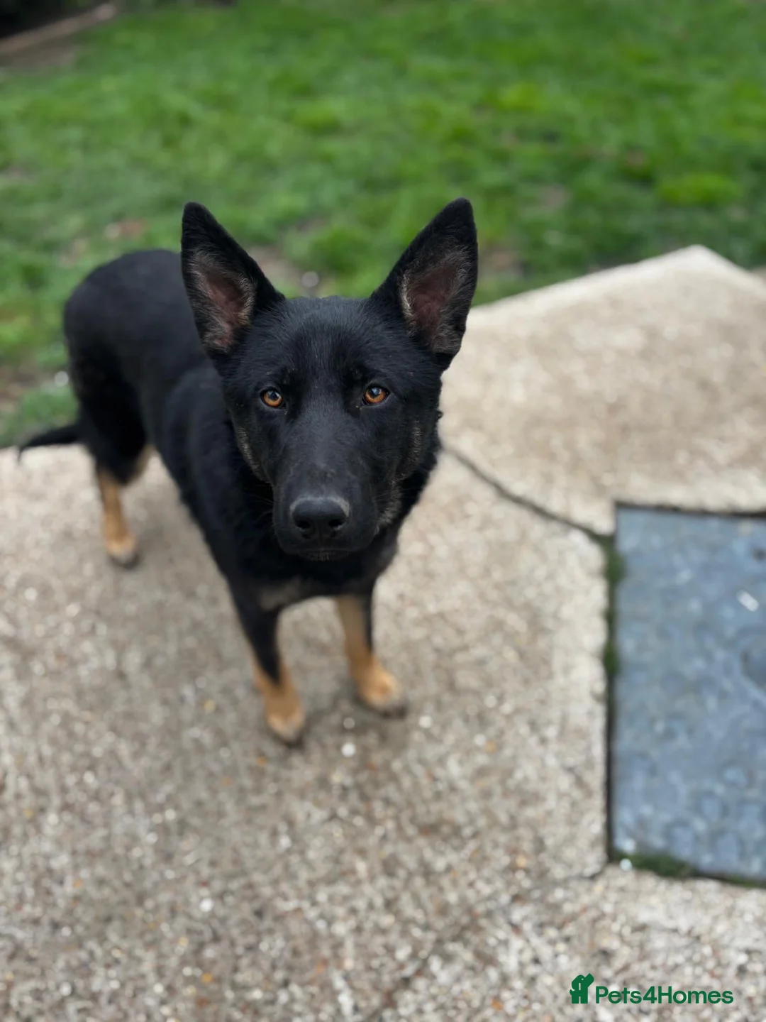 German Shepherd dogs for sale: German shepherd female for sale in Dagenham - Advert 2