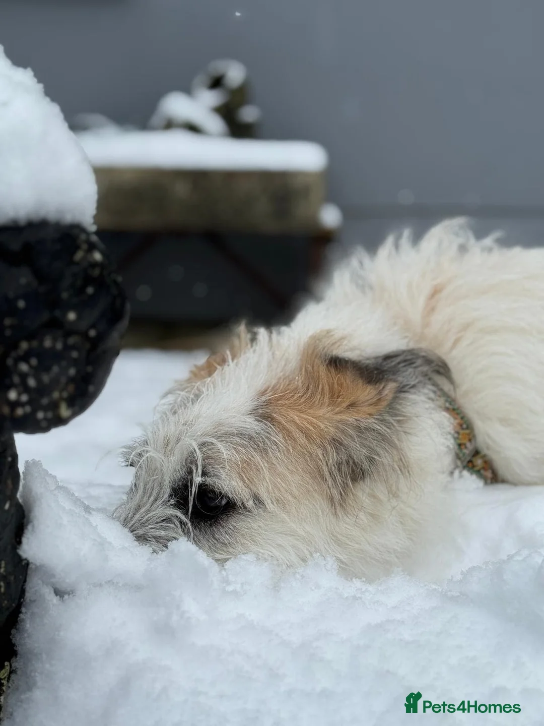 Lurcher dogs for adoption: KALLIE - 1 year, playful/loves dogs/energetic - Advert 21