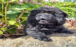Chow Chow dogs for sale: Chow chow puppies  - Image 27