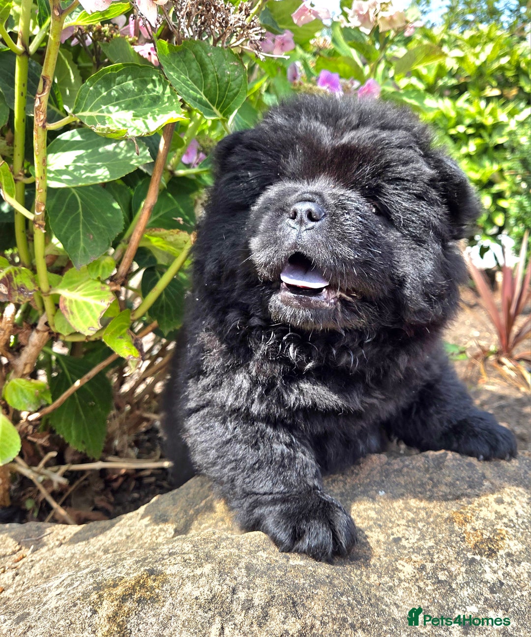 Chow Chow dogs for sale: Chow chow puppies  - Image 27
