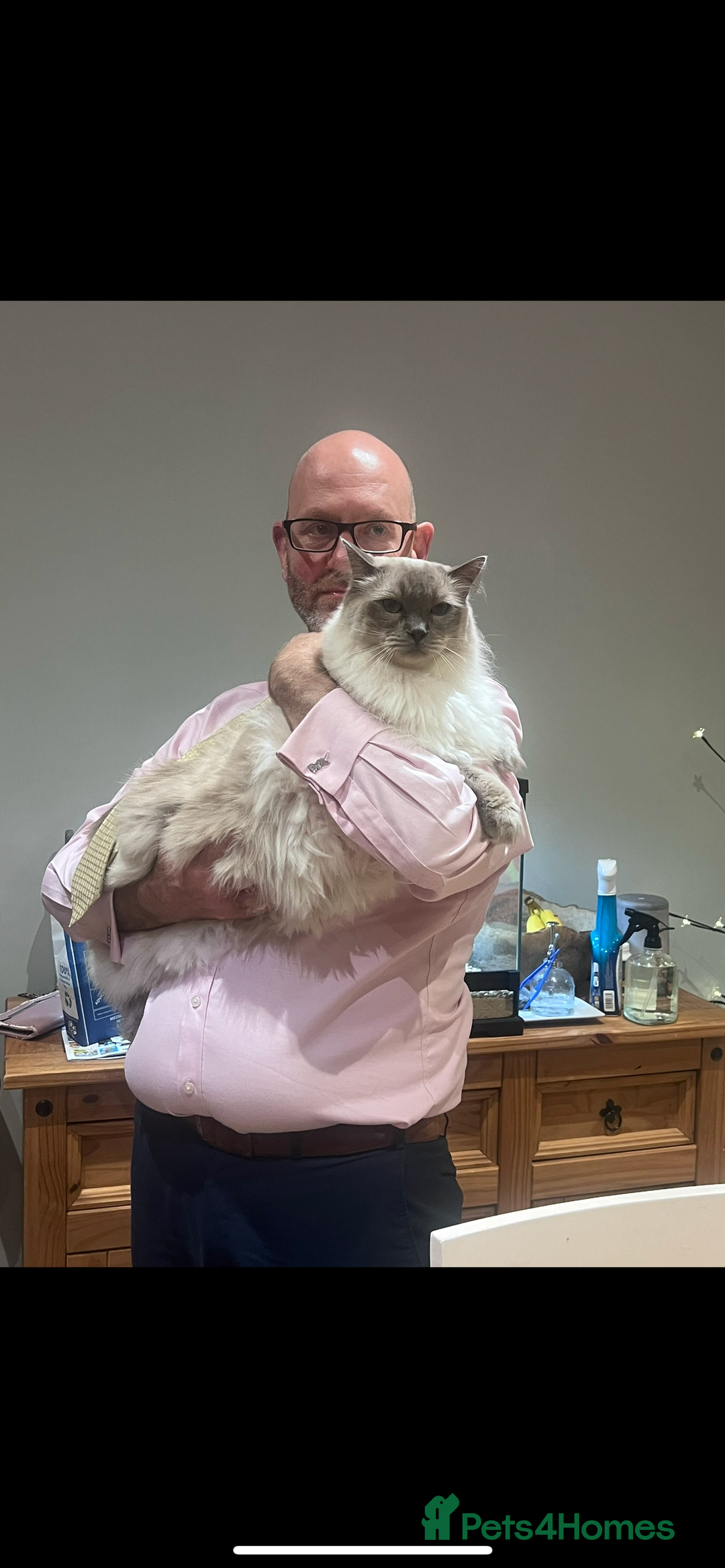 Ragdoll cats for sale: Ragdoll for rehome  - Advert 9