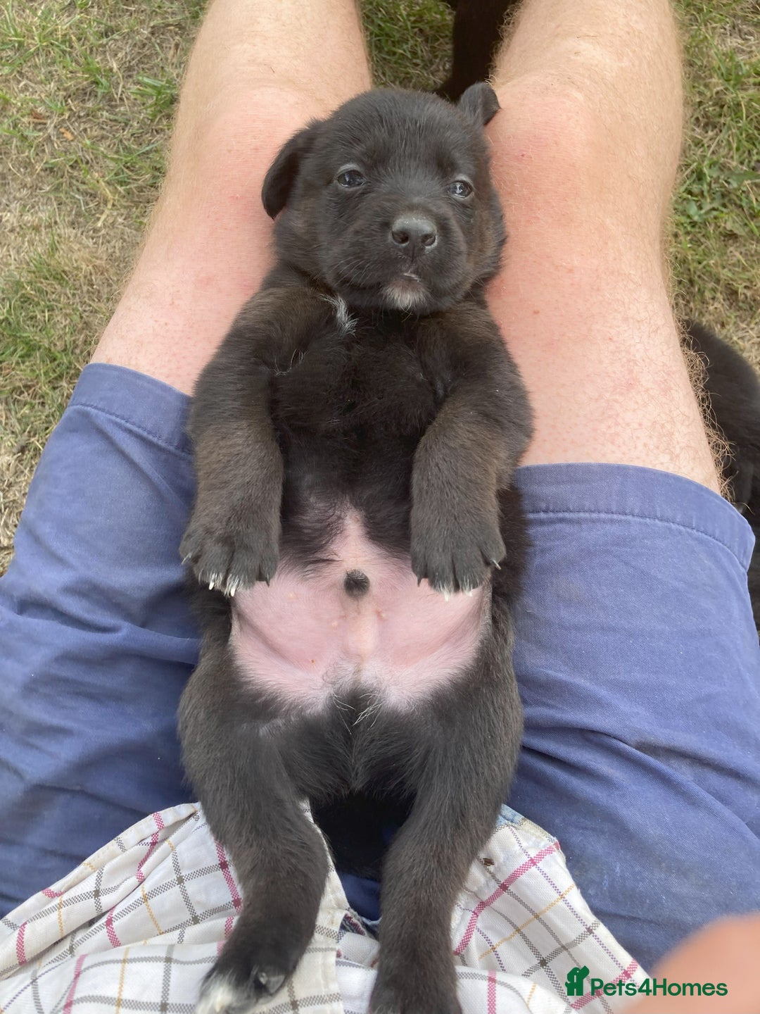Borador dogs for sale: Beautiful Collie x Labrador Puppies - Image 11