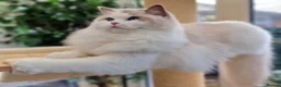 Ragdoll cats for sale: 💙🐈🏆✨️Exclusive Ragdoll kittens✨️Champions lines - Advert 25