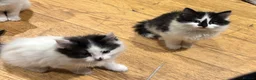 Mixed Breed cats for sale: Beautiful black & white kittens - Advert 5