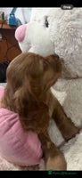 Cocker Spaniel dogs Stunning full pedigree show cocker spaniels - Advert 9