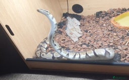 Snake reptiles for sale: Royal python snake  - Image 3