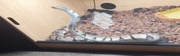 Snake reptiles for sale: Royal python snake  - Advert 3