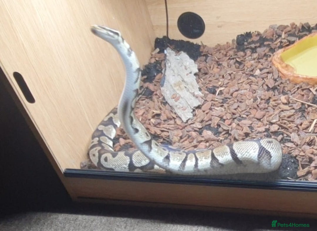 Snake reptiles for sale: Royal python snake  - Image 3