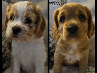 Mixed Breed dogs 2 Female Cavapoo Puppies Ready from 24 Dec - Advert 3