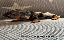 Dachshund dogs for sale:  !!Reduced!!READY TO LEAVE!! miniature dachshunds  - Image 19