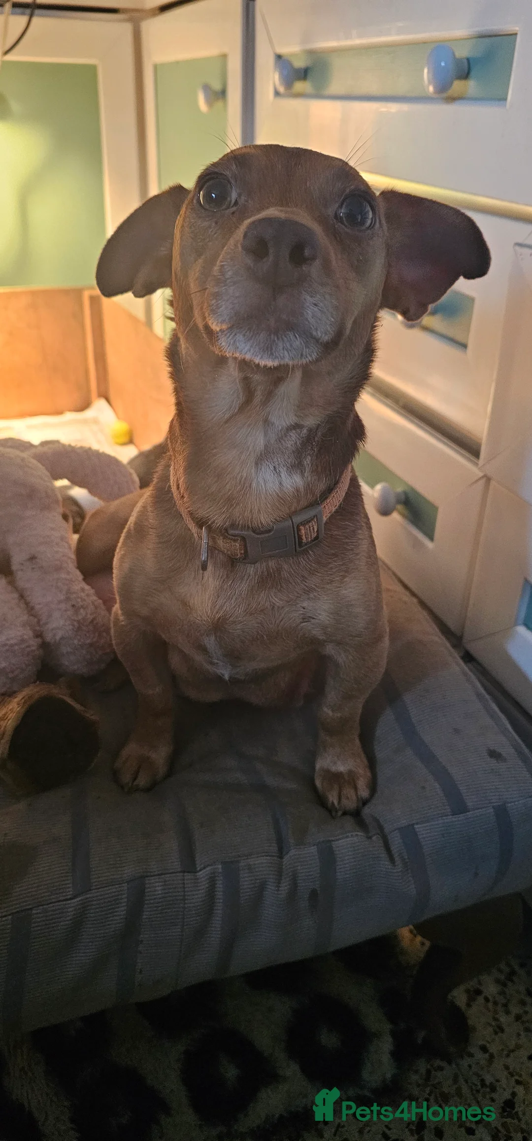 Jack Russell dogs for sale: Jack Russell Puppies - Advert 2