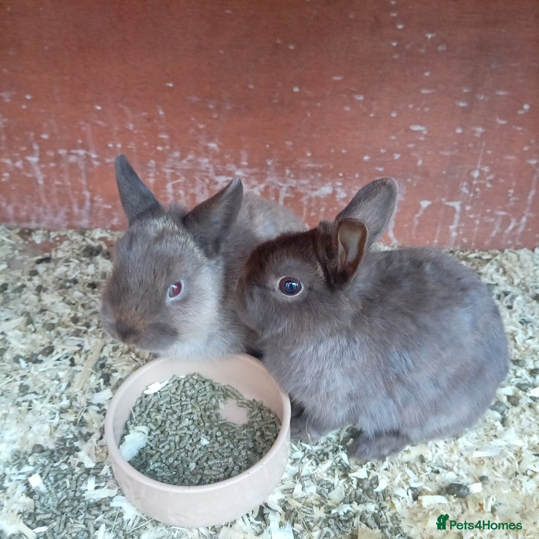 Netherland Dwarf rabbits for sale: Netherland dwarf rabbits  - Image 2
