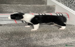 Mixed Breed dogs for sale: Cocker collie cross  - Image 17