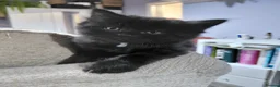 Mixed Breed cats for sale: Long haired black babies - Advert 3