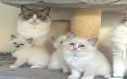 Ragdoll cats for sale: Gentle, Affectionate, Cuddly, Playful Kittens - Image 12