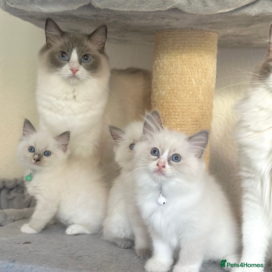 Ragdoll cats for sale: Gentle, Affectionate, Cuddly, Playful Kittens - Image 12