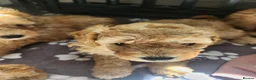 Mixed Breed dogs for sale: Little mini poodle boys! - Advert 10